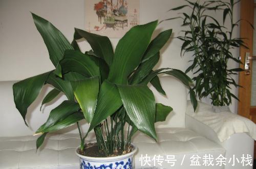 养花试试这几款，摆在室内，整个家里都飘满了香气