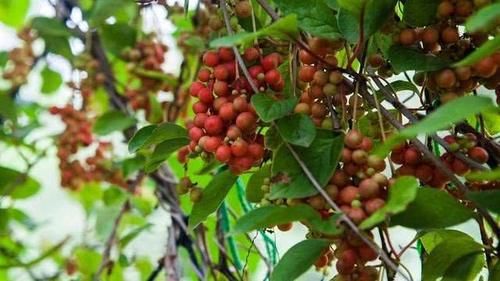 胆汁|养肝的“冠军”已揭晓，不是胡萝卜，平时敞开吃，肝病或绕道走