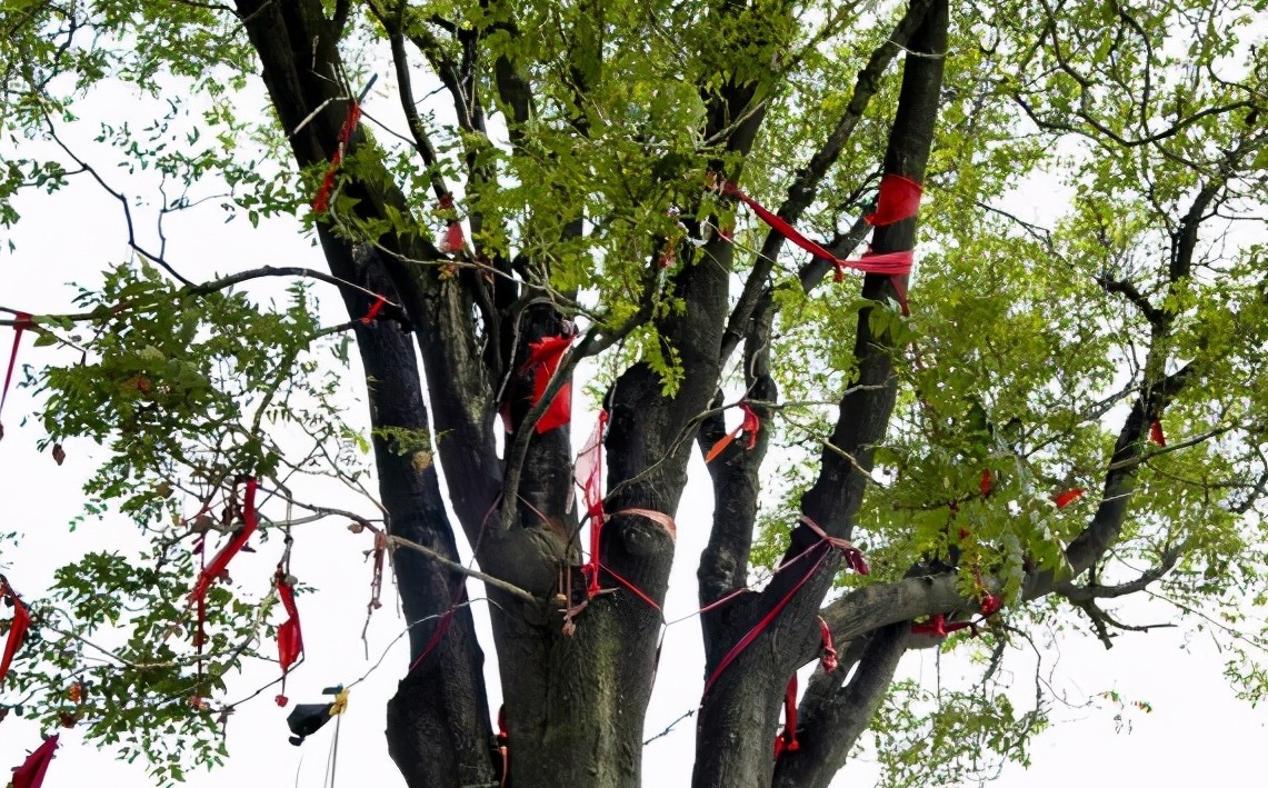 进入3月植树忙,有空地就种“4种树”,能看能吃,越大价值越高