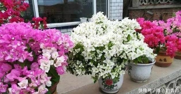 这6种花,花期超长,养一盆在家,4季有花赏,真正的盆栽佳品!