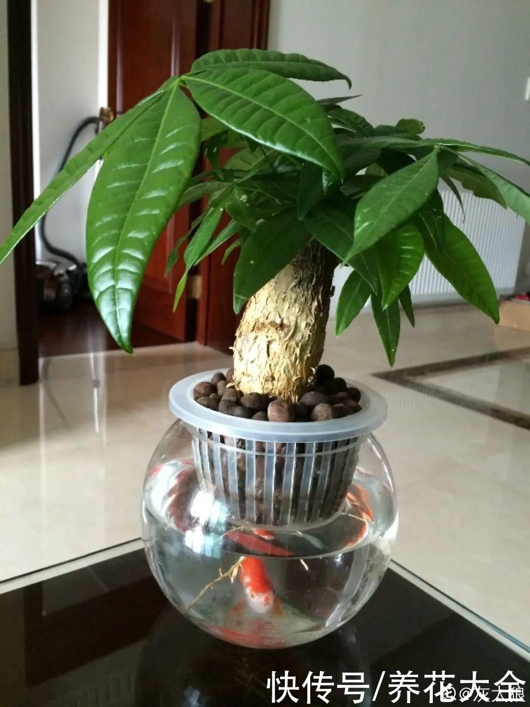 半死不活的花，扔水里，突然长疯了