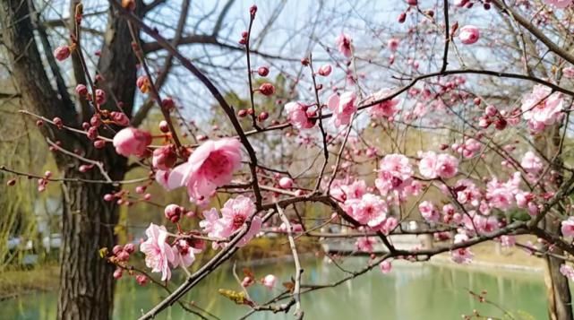 老年|许昌双龙湖畔 百花绽放宛如画卷 貌似仙境般！