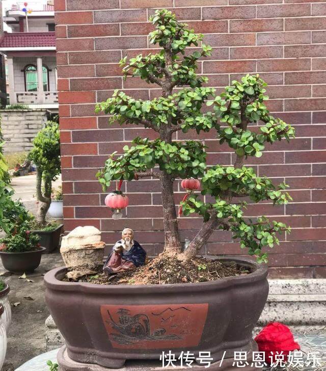 修剪|家里养“金枝玉叶”,每月修剪1次,变成盆景老桩,越来越值钱