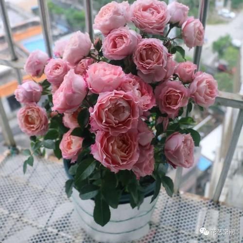 光照|“最累”的8种花,花开连续几个月,一次开花几百朵!