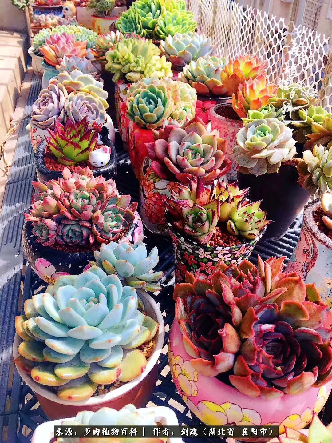 花盆|当美丽的多肉邂逅漂亮的手绘花盆,会是怎样的一种美