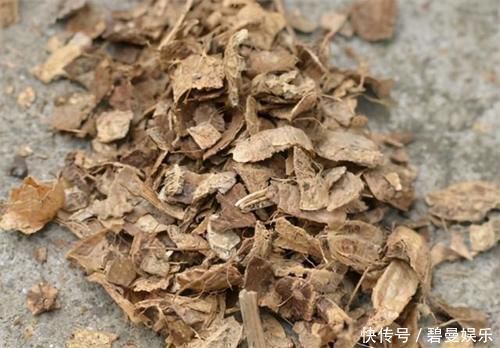 养花|养君子兰,在盆里下“猛料”,叶绿根肥,年年开花收不住