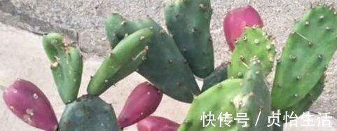 抗衰老|聪明女性爱吃四种食物,每天吃一盘,补益气血,抗衰老,好处多多