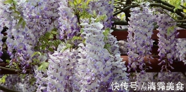 春暮|紫藤古诗七首：绶花空结紫藤高，紫藤花落午微风