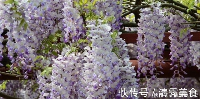 春暮|紫藤古诗七首:绶花空结紫藤高,紫藤花落午微风