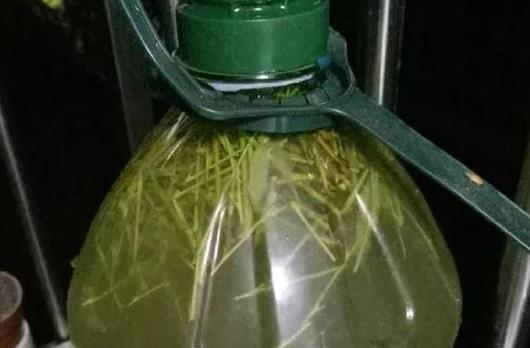 花卉|这种天然的“生根剂”,给花浇一点根系壮猛发芽,后悔今天才知道