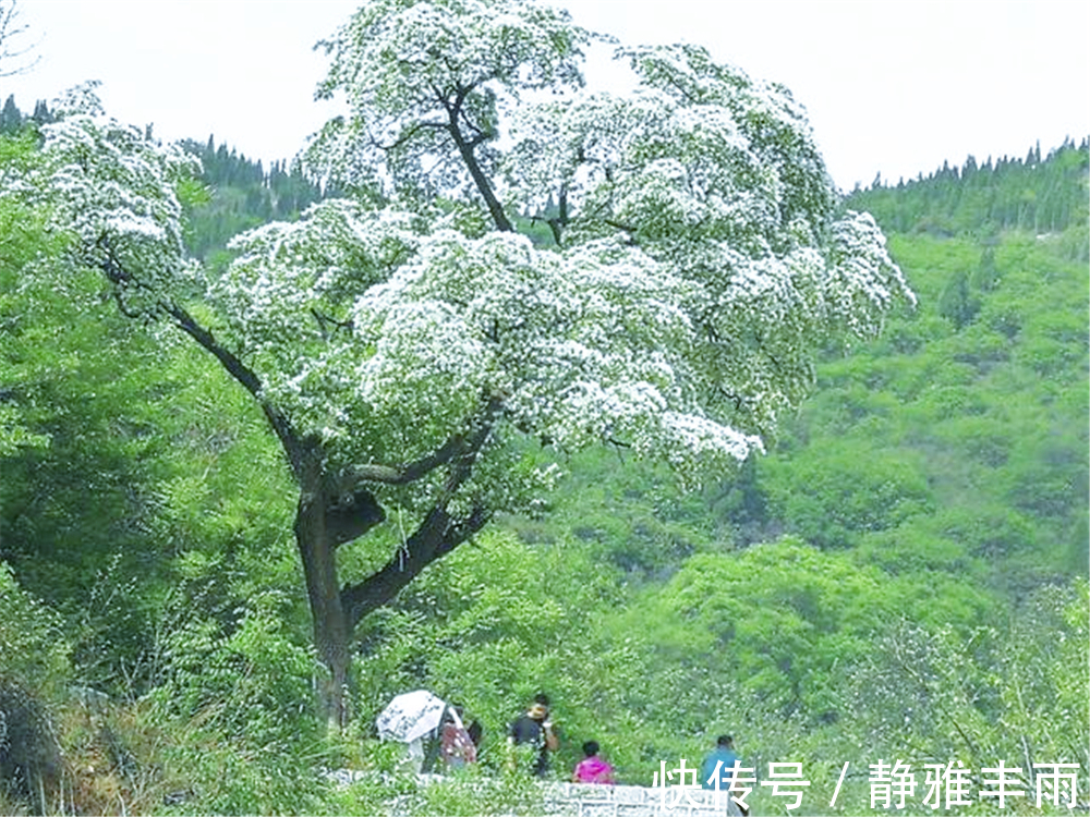 活株|世界上仅存的这株降龙木活株，花开香飘数里，价格比黄金还贵