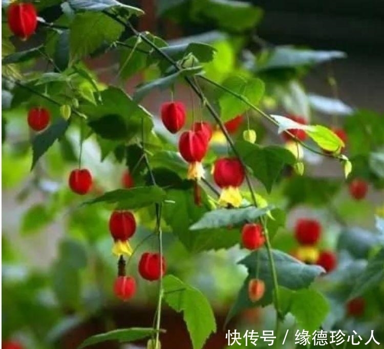 4种旺运花,吉祥添富贵,漂亮花期长,开花一簇簇,开成百花园!