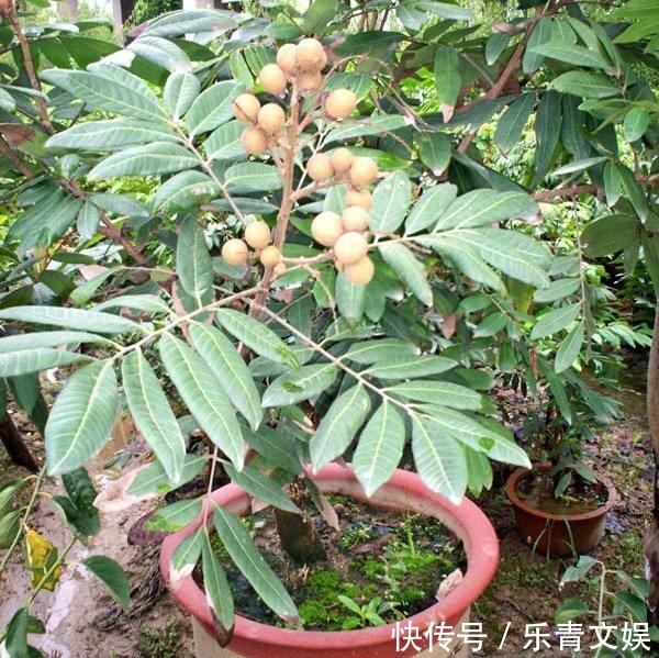 籽儿|两种果子吃完,籽儿撒在花盆里,长出漂亮盆景,一两年枝子挂满果