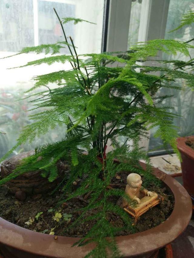 文竹掐个枝,找个瓶子插水里,三天就冒小笋芽