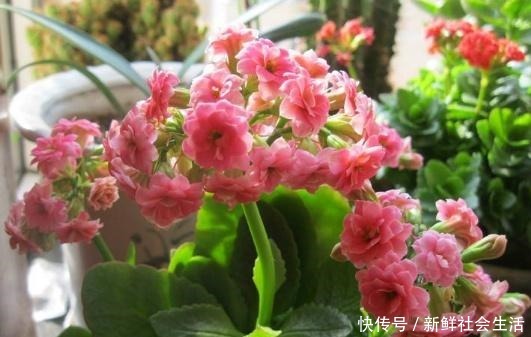 春季养这“4种”植物，花期长又好打理，阳台全年变成“小花园”！