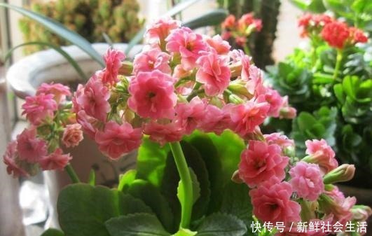 春季养这“4种”植物,花期长又好打理,阳台全年变成“小花园”!