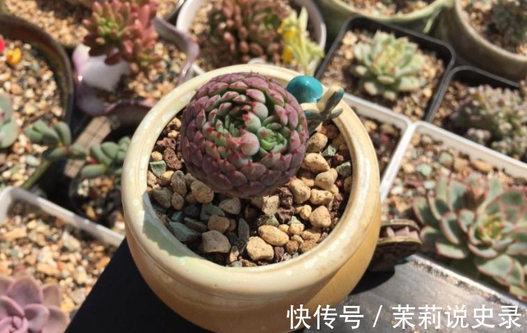 这3款多肉特容易养残,园艺新人甭轻易被它们的高颜值骗了!