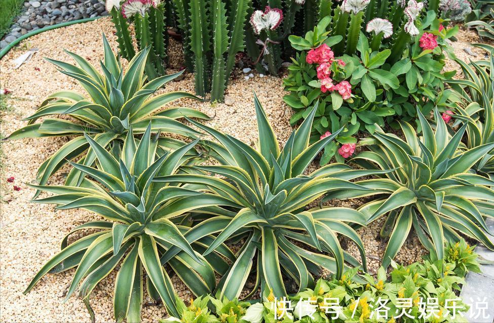 3种霸气“吸毒”花，“镇宅旺财”，但是有毒，养花要知道