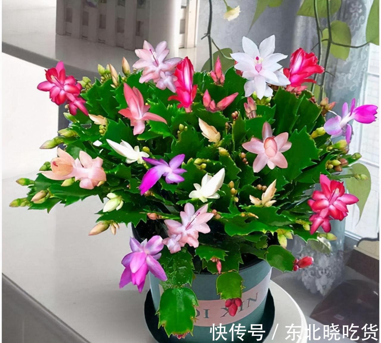 芦荟|人养花，花亦养人，能促进“睡眠”的9种花，卧室再小也要养