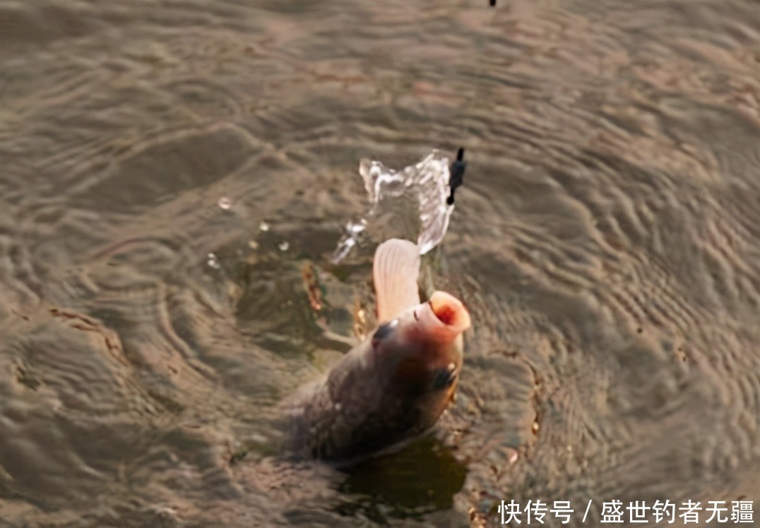 用这几种窝料诱鱼快、留鱼更久,鱼群来了赶都赶不走——盛世三渔