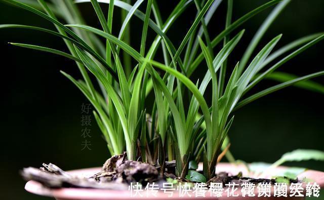 兰叶|怎么判断兰花缺少氮磷钾?学会这三招,养不好兰花都难