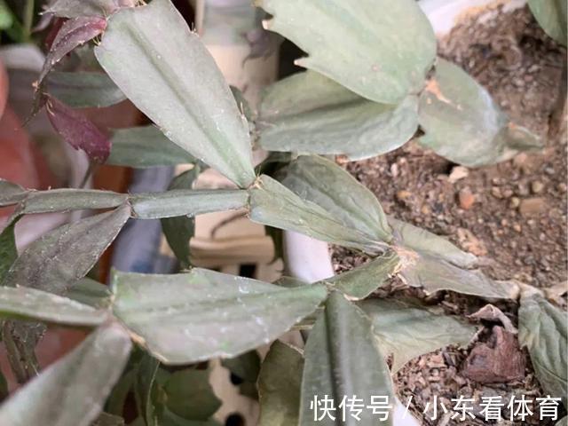 叶子|10种花要控水,天热反而不能浇,一浇水就死