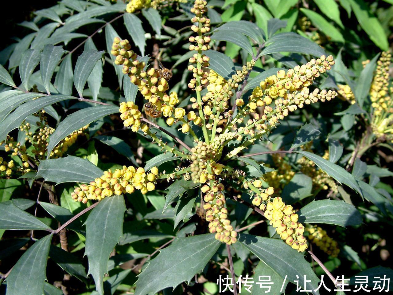 入药|此花是著名的草药,全株都可入药,而且药效显著