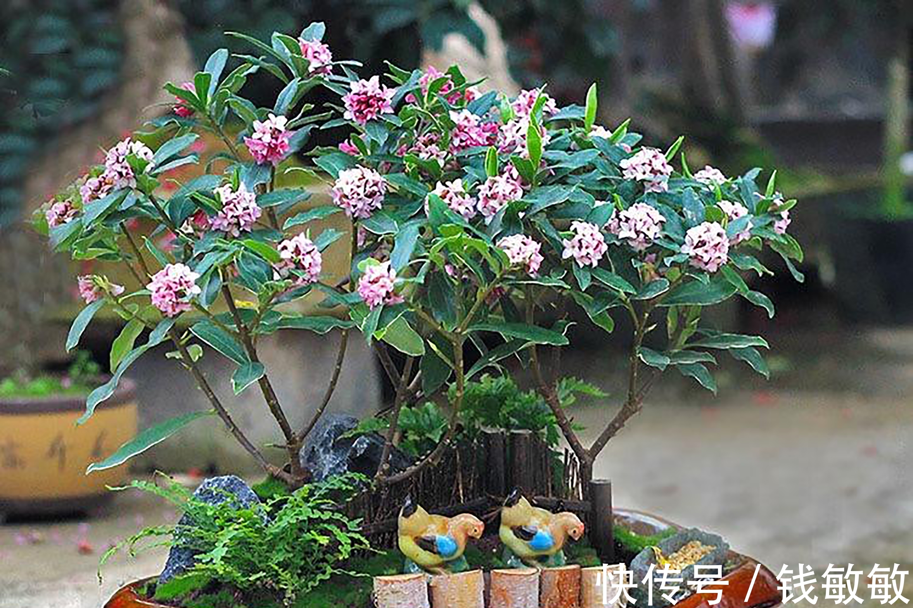 植物趣谈:花中祥瑞的瑞香