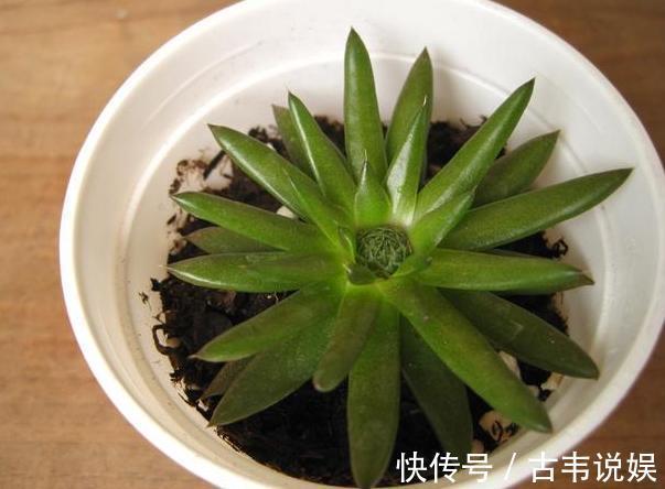 阳台空荡不知道养啥学会垂盆5种多肉,个个长成''小瀑布''