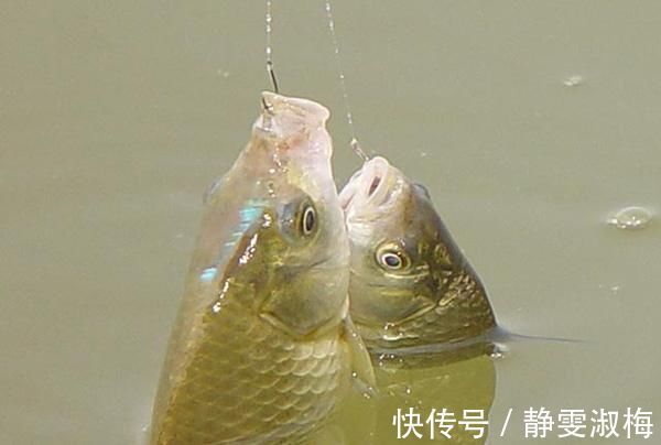 钓鲫鱼老钓友选择鱼钩，多半是根据下面几点