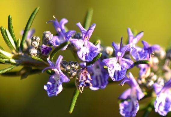 生命力顽强的几款花卉,耐寒耐旱,花姿俊秀,好养漂亮