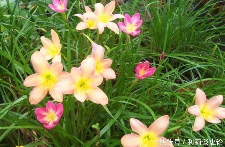 4种花美的出奇,10元2盆,家里变花海,越养越上瘾!