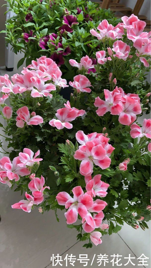 4种花一旦入了品种坑，钱包一天比一天薄，根本出不了坑