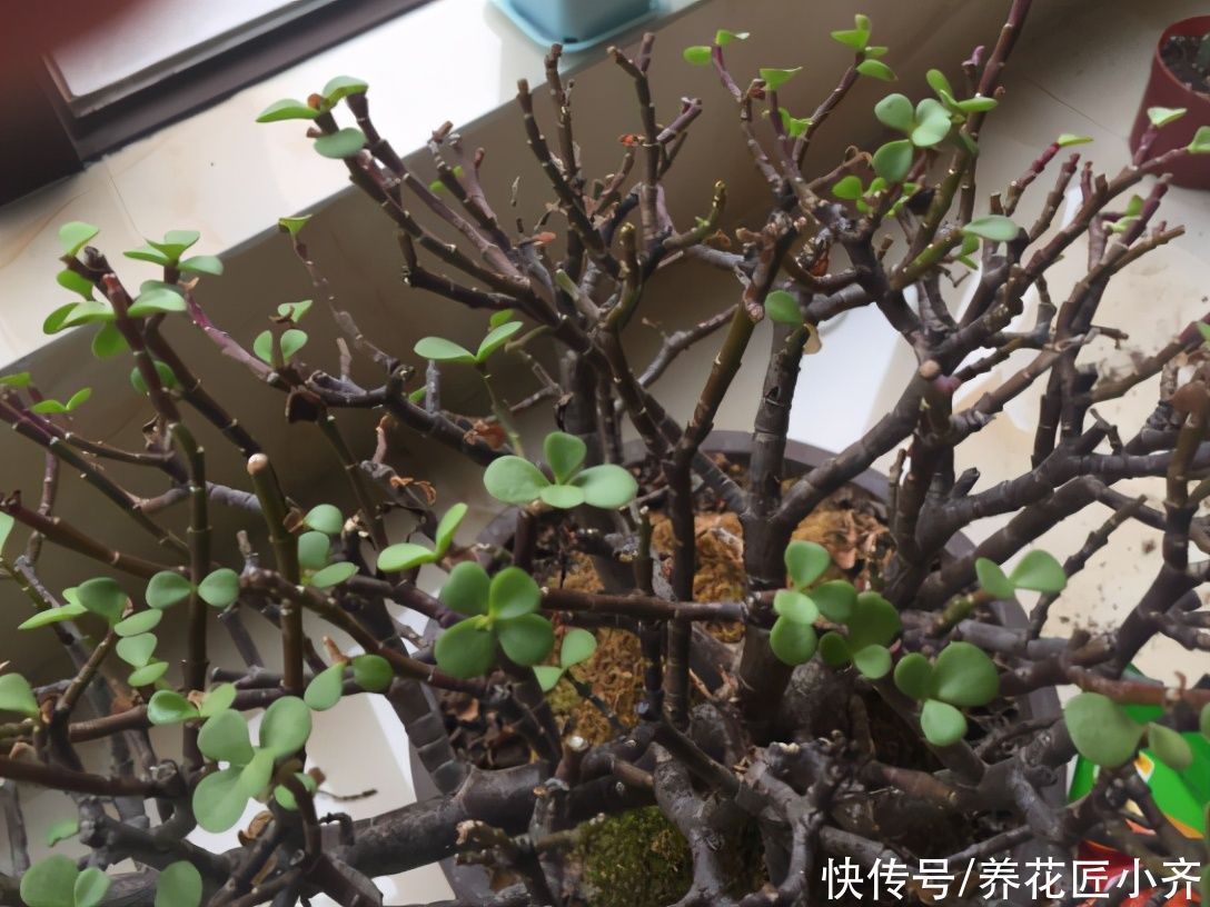 金枝玉叶夏季有“四怕”,养好了枝繁叶茂,养不好哗哗掉叶子