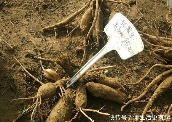 此“花”属世界名花,开花有“脸盆”大,跟“地瓜”一样好种!