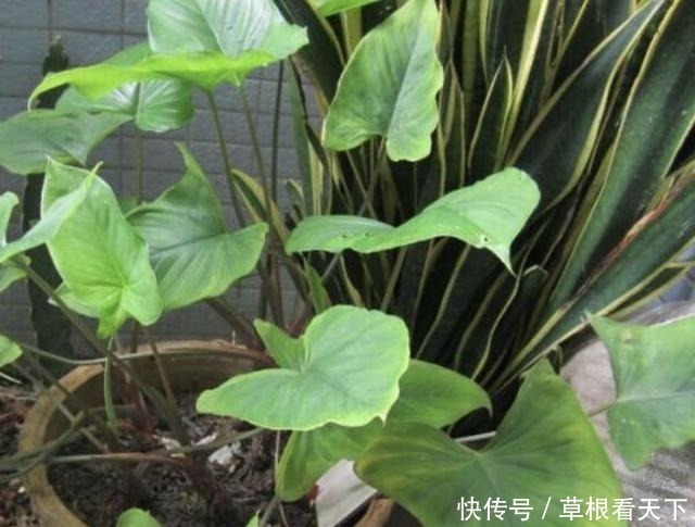 |沙雕动画,搞笑:砸碎了一个黑蛋,从此家里鸡犬不宁