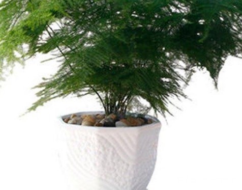 长寿花|这三种绿植最欠收拾,越是给它剪光头越能长势凶猛!太好养了真是