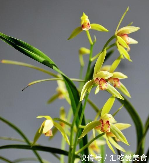 兰花怎么养，做好这些，开花多又香