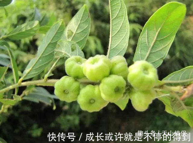 小女生们|乡下有种野果,与南瓜极为相似,却不能食用,用其治牙痛有奇效