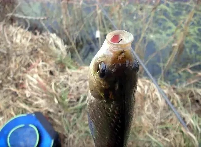 野钓高手:寒冬钓鲫鱼,加这几种材料,鲫鱼比夏天都好钓