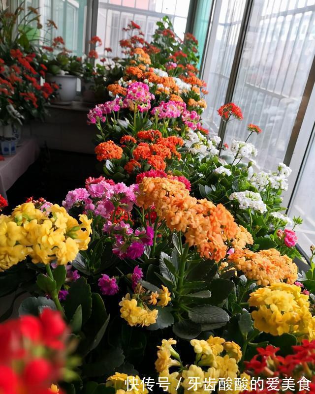 老桩|五种“大老桩”却要小盆养，用对盆，少管多晒更利于生长