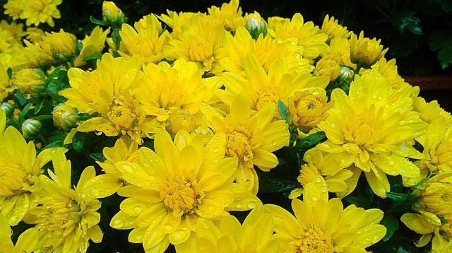 葱头|宠辱之间——争与不争