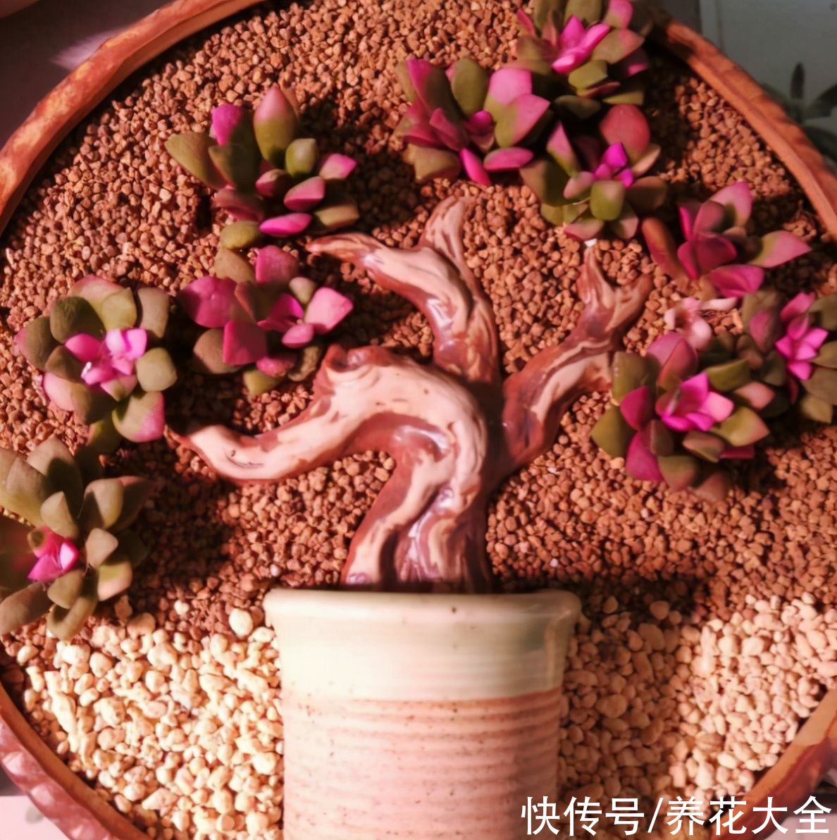 关于多肉拼盘,4个要点不能忘,不然很难养好