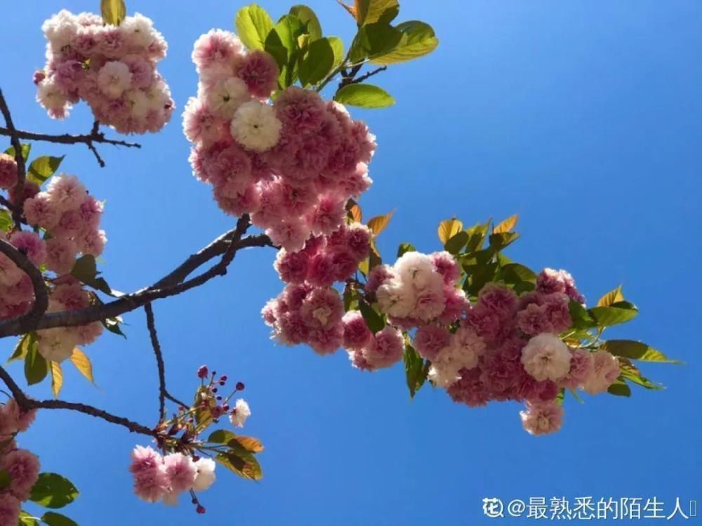 休眠|9种花,必须低温春化,冻满1个月以上才行!
