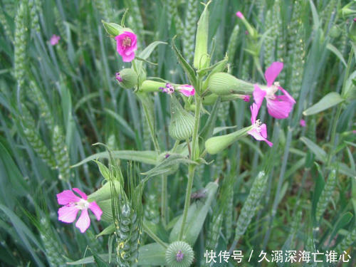 治好|3年的耳聋给治好了,耳鸣也消失了,只有2味药,一补一通立马见效