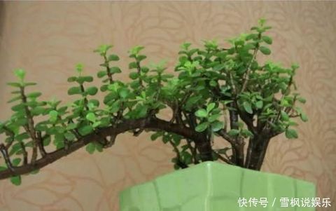盆栽|3种''名贵''植物,越养越值钱,养好能当''传家宝'',小白快入手