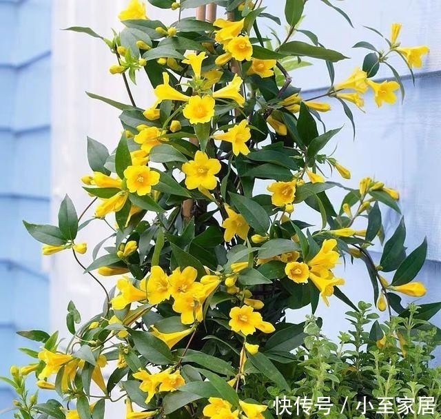 花朵|冬天养几盆法国香水花,开花香又漂亮,比喷香水还好闻!