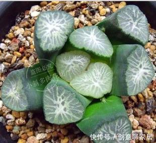 5种漂亮多肉,寓意美好,生机勃勃,是家庭盆栽佳品!