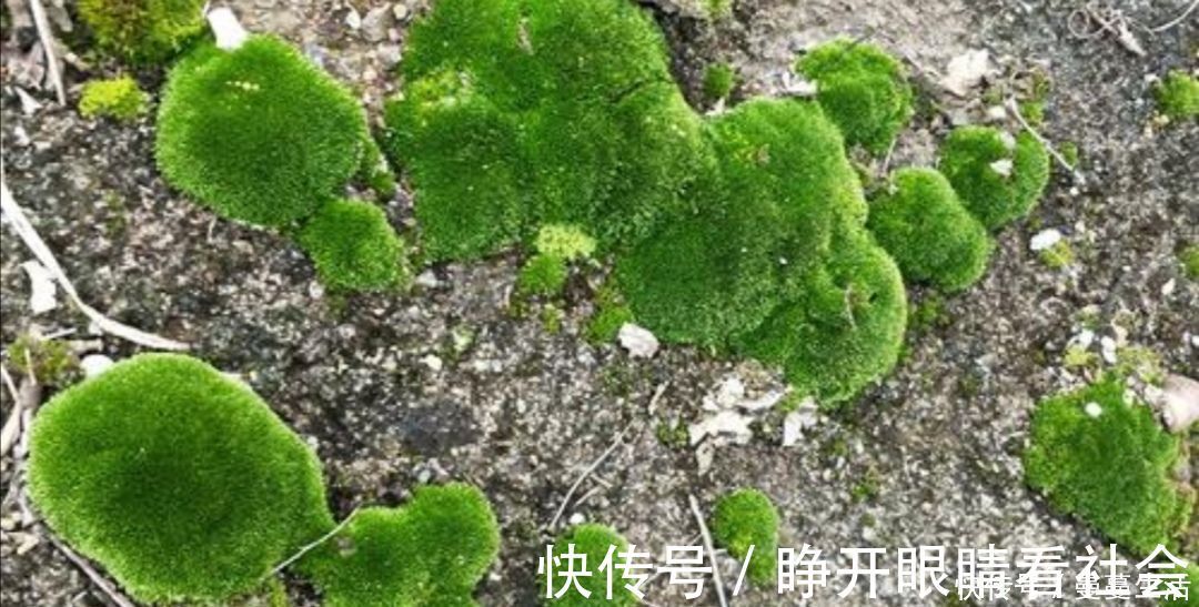 2种简单的方法，让盆景里长出绿油油的苔藓，漂亮又美观