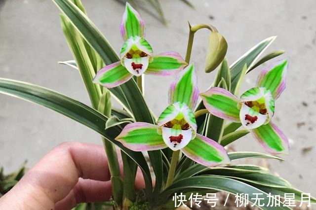 花香|此兰“花开双色”,花姿端庄优雅,兰香四溢持久,花开后香飘满屋!